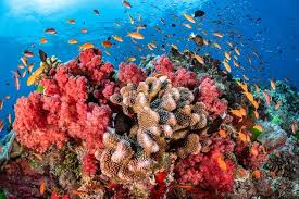 Maybe you would like to learn more about one of these? The World S Coral Reefs Are Dying Here S How Scientists Plan To Save Them