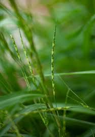 Image result for Rottboellia