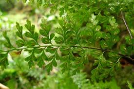 Image result for Asplenium lambinonii