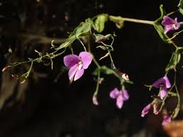 Image result for Canscora diffusa