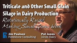 Triticale and Other Small Grain Silage in Dairy Production