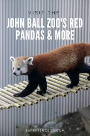 Come Meet More Than Other 2 000 Animals At John Ball Zoo Including Their Very Own Red Pandas Wasabi And Wyatt Red Panda Panda Day Lynx Habitat