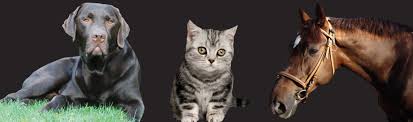 Its binding characteristics are such that it takes up oxygen from hemoglobin in the blood and releases it for use into the mitochondria where oxidative reactions occur. Wellion Blood From Humans And Animals Is Different