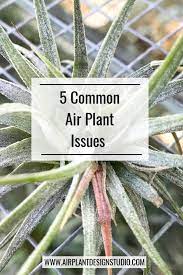 Top 5 Most Common Air Plant Issues Air Plants Decor Air Plant Garden Air Plants Care