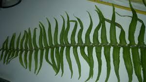 Image result for Cyclosorus striatus