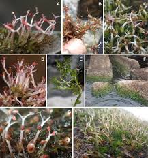 Image result for Inversodicraea