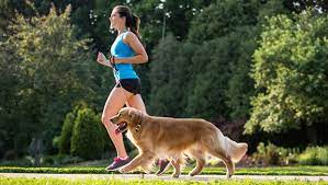 Start by adding small stretches of running into your walks. Is It Too Hot To Run With Your Dog Active