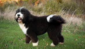 See more ideas about bernedoodle puppy, bernedoodle, puppies. Top 3 Bernedoodle Breeders In Canada The Dogs Journal