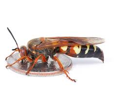 Maybe you would like to learn more about one of these? The Bees In Your Backyard This Is Not A Murder Hornet This Is A Cicada Killer Wasp That Is Native To North America If You Live In North America You Are