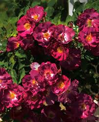 Rosa Stormy Weather Climbing Rose Climbing Roses Amazing Flowers Flower Pictures