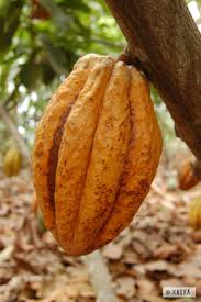Pin On Kaoka Cacao D Equateur