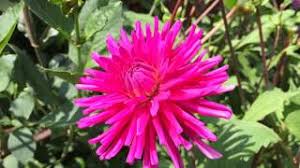 Makes an excellent border or container plant. Dark Pink Dwarf Cactus Dahlia Park Princess Dahlia Parkprincess Worldgardeners Gardening Youtube