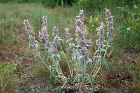 Image result for Stachys pseudonigricans