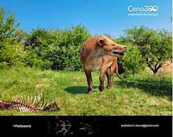 Image result for Pouchetia