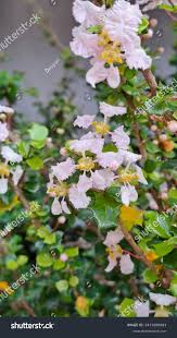 Image result for Malpighia coccigera