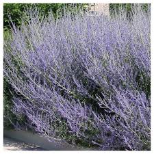 Image result for Perovskia atriplicifolia 'blue spire'