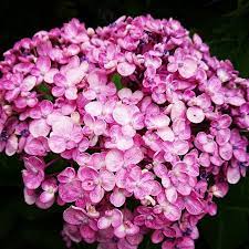 紫陽花 四季 4seasons nature 自然 july 7月 花心 花ごころ 癒し 花 華 flower 紫陽花 四季 4seasons nature 自然 july 7月 花心 花ごころ nature flowers plants
