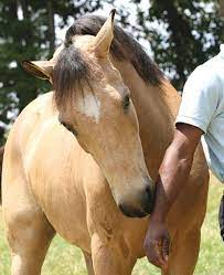 Por Que Os Cavalos Mordem