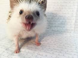 This Vampire Hedgehog Is Instagram S Newest Star Super Cute Animals Cute Animals Funny Hedgehog