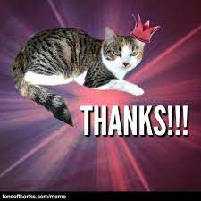 51 Nice Thank You Memes With Cats Thank You Memes Cats Memes