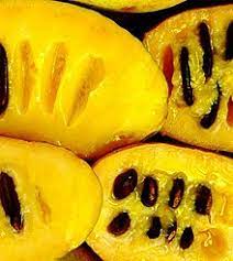 The fruit and its tree. Asimina Triloba Wikipedia