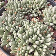 Image result for Xerophyta schlechteri