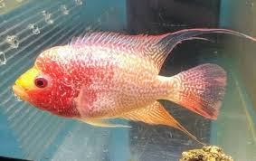 Flowerhorn Gb Kamfa Fish For Sale Cichlid Fish Parrot Fish