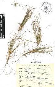 Image result for Eleocharis complanata