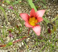 Image result for Romulea congoensis