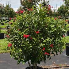 Image result for Jatropha scaposa