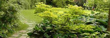 En bonne partie durant l'hiver) largeur: Arbuste D Ombre 10 Varietes Indispensables Au Jardin