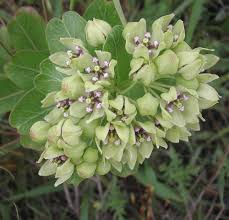 Green Milkweed Or Asclepias Viridis Is One Of The Most Important For Monarch Butterflies Sometimes Ca Butterfly Garden Plants Milkweed Florida Native Plants