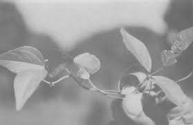 Image result for Vigna hosei