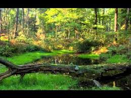 Johann Strauss Ii Tales From The Vienna Woods Geschichten Aus Dem Wienerwald Full Classical Music What Is Classical Music Vienna Woods