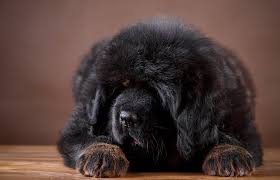 Tibetan mastiffs are most demanded and costly dogs. Hd Wallpaper Dogs Tibetan Mastiff Baby Animal Pet Puppy Wallpaper Flare