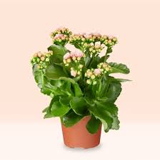 Image result for Kalanchoe rosalina
