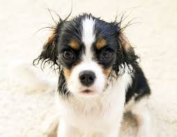 Ask A Dog Trainer Why Does My Dog Go Crazy After A Bath Dogs Dog Trainer Cute Dogs