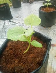 Cara menanam melon di pot atau polybag melon merupakan nama buah sekaligus tanaman yang menghasilkannya, yang. Tanam Rock Melon Tepi Rumah Beli Buah Keringkan Biji Jadikan Benih Mingguan Wanita