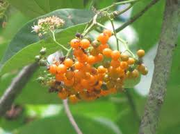 Image result for Ehretia cymosa