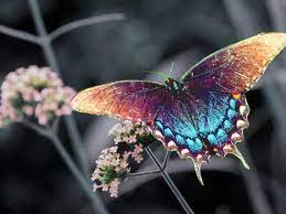 Maybe you would like to learn more about one of these? Top 14 Most Beautiful Butterflies In The World Amazing Colors Shapes Most Beautiful Butterfly Beautiful Butterflies Insects
