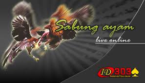We have over 100 different language options available. 5 Ras Ayam Sabung Termahal Yang Ada Di Sabung Ayam Online