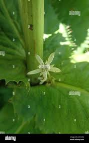 Image result for Alepidea