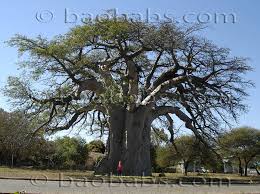 Image result for Adansonia digitata
