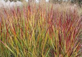 Image result for Panicum sadinii