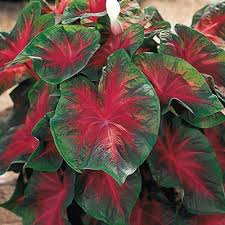 Pin By Rhon Barnett On Octopus Garden Caladium Bulb Flowers Wholesale Flowers