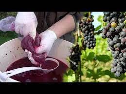 wein selber herstellen teil 2 maische abpressen youtube wein selber herstellen maische wein