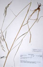 Image result for Eriochloa meyeriana