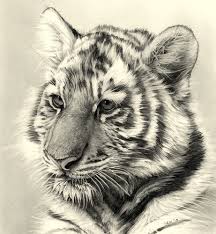 The images above represents how your finished drawing is going to look and the steps involved. Gallery How To Draw A Realistic Tiger