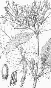 Image result for Sclerochiton hirsutus