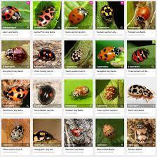 Multicolored asian ladybird beetles, also known as ladybugs, come in a stunning array of colors and patterns. My Fair Lady Beetle Vermont Center For Ecostudies